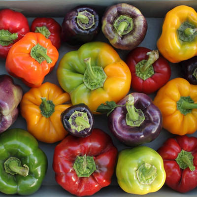 KNESSiN Capsicum Rainbow Seed(50 per packet)