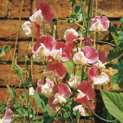 CYBEXIS Sweet Pea 'Painted Lady' Lathyrus odoratus Hardy Annual Summer Flowering Seed(50 per packet)