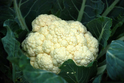 CYBEXIS PAU-45 - Cauliflower Phool Gobhi - (1350 Seeds) Seed(1350 per packet)