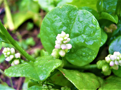 Qualtivate ICRA-8A Green Malabar Spinach, Pui Shak Seed(50 per packet)