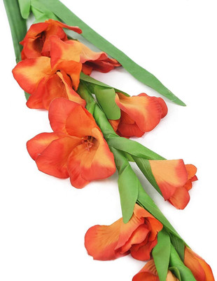 CRGO GLADIOULUS Seed(10 per packet)