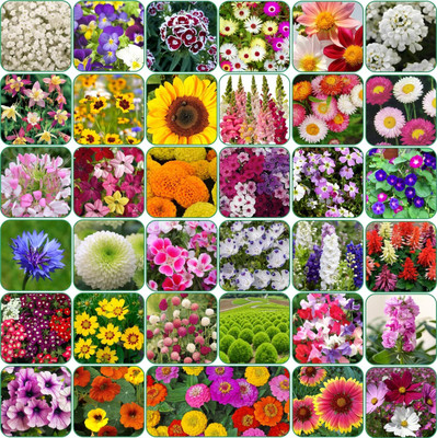 LPR MIX COMBO, FLOWER COMBOO Seed(35 per packet)
