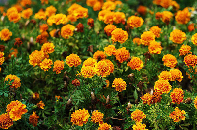 Adharvya marigold/gende ka phool flower seeds Seed(75 per packet)