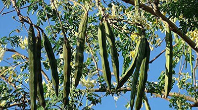 CYBEXIS PAU-96 - Dwarf Moringa Tree - (1350 Seeds) Seed(1350 per packet)