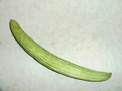 CYBEXIS NBIR-76 - Rare Cucumber Kakri Long Melon - (150 Seeds) Seed(150 per packet)
