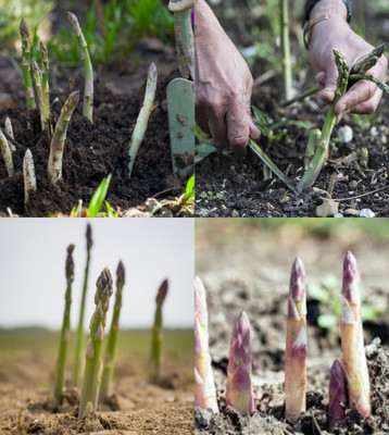 ibains Asparagus seeds for planting beez 14 Seed(14 per packet)