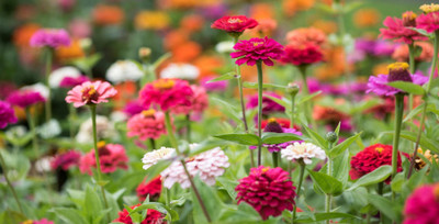 GREENSEA Colorful Zinnia Seed(41 per packet)