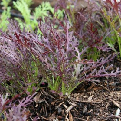 WILLVINE LX-916 Mizuna Mix Lettuce(Japanese Cabbage) Seed(200 per packet)