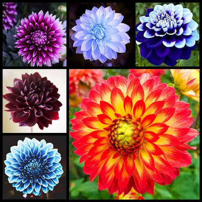 CYBEXIS LX-47 - Dinner Plate Dahlia Decoration - (540 Seeds) Seed(540 per packet)