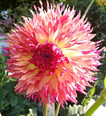 CYBEXIS NDIR-85 - Rare Beautiful Dahlia Flower - (180 Seeds) Seed(180 per packet)