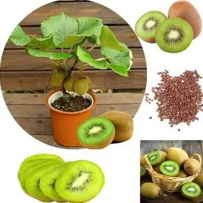 Aro Kiwi Seed(160 per packet)