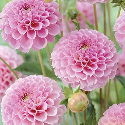 CYBEXIS Dahlia-Pompon Rose Flower Seeds Seed(1 g)