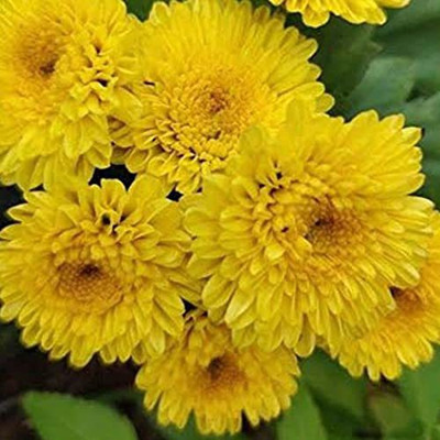 CYBEXIS Sevanti(Chrysanthemum) Yellow Flower Seeds Seed(25 per packet)