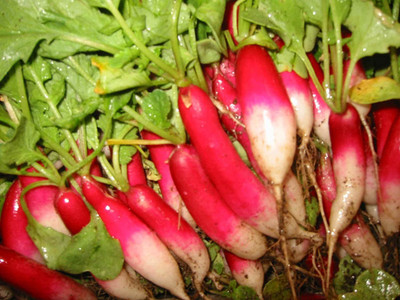 CYBEXIS High Yield DUETT Early spring radish1200 Seeds Seed(1200 per packet)