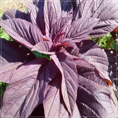 SREE Lal Saag/ Red Spinach, Red Amaranthus Seed Seed(300 per packet)