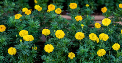 Accossato marigold/gende ka phool flower seeds Seed(50 per packet)