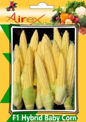 Airex F1 Hybrid Baby Corn Seed (3 Packet Of F1 Hybrid Baby Corn Seed (Pack of 30 Seed * 3 Per Packet) Seed(90 per packet)