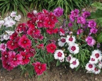 Aywal Dianthus Multicolor Color Flower Seed(100 per packet)