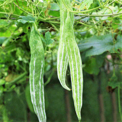 Qualtivate ICRA6-A Buag Ngu Snake Gourd Seeds Seed(25 per packet)