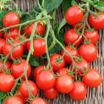 SBGARDEN hybrid tomato seeds Seed(610 per packet)