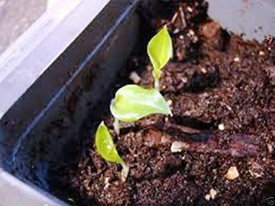 CYBEXIS NBIR-42 - Cardamom -Veldode -Yallaki -EalaChai - (60 Seeds) Seed(60 per packet)