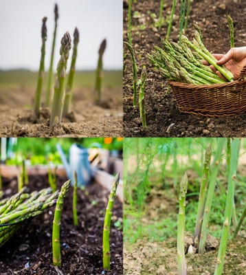 ibains Asparagus seeds collection beez 20 Seed(20 per packet)