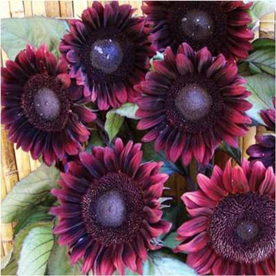 VibeX XLR-6 - Procut Red Sunflower (Helianthus annuus) - (150 Seeds) Seed(150 per packet)