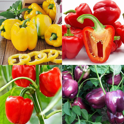 KNESSiN Mixed Sweet Bell Pepper Seeds Capsicum Seed(500 per packet)