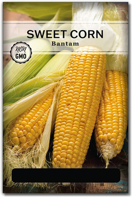 WILLVINE Bantam Sweet Corn Seeds Seed(2500 per packet)