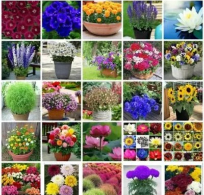 BMSSSLS Present Mix Flowers Seeds For House Gardening | 25+ Diffrent Flower Seeds Seed(12 per packet)