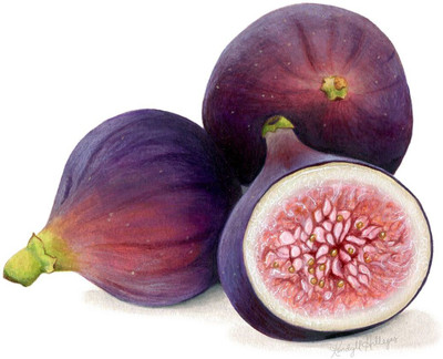 CARIBBEAN IMPORTED HYBRID FIG ANJEER FRUIT Seed(70 per packet)