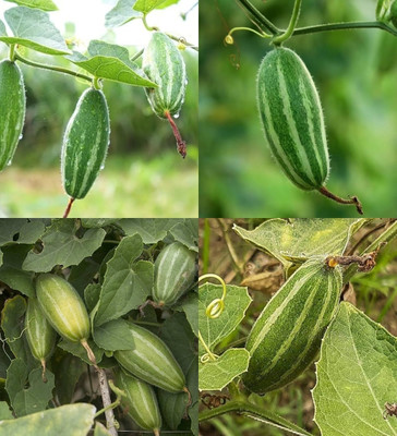 ibains Parwal seeds hybrid biij 37 Seed(37 per packet)