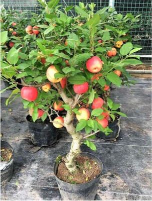 CRGO APPLE , SEV Seed(20 per packet)