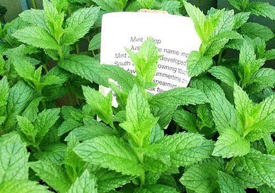 Qualtivate RES-9A Mint Julep Herb Seeds Seed(200 per packet)