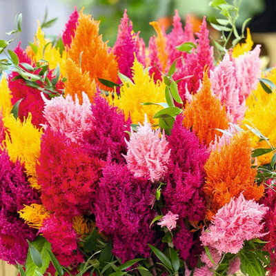 Arshiayat celosia flower seeds Seed(15 per packet)
