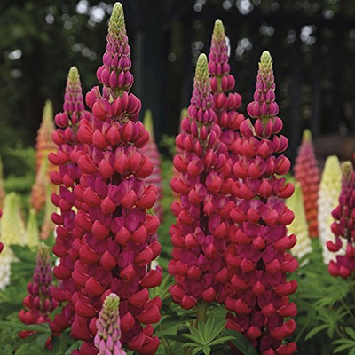 Lorvox Lupin Mix Dwarf Flower Seed(12 per packet)