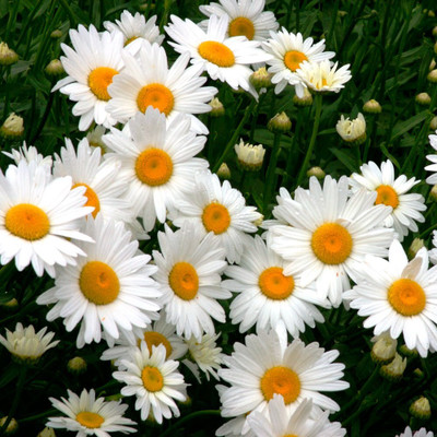 Aywal African Daisy – Dimorphotheca Mixed Color Flower Seed(100 per packet)