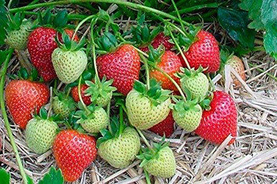 Aywal Strawberry, Strawberries Seed(55 per packet)
