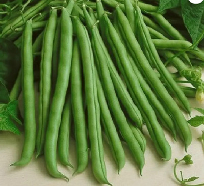 RAINBOWRAGA Organic French Beans Vegetable Seed For Garden Seed(100 per packet)