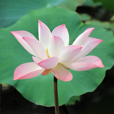 Galaxi lotus,kamal gatta Seed(14 per packet)