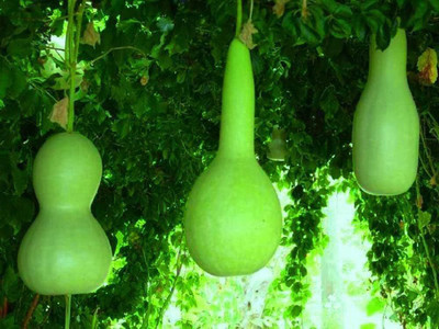 Qualtivate HYB-1A Bottle Gourd Buddha Squash Seeds Seed(50 per packet)