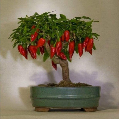 CYBEXIS Hybrid Red Chilli Seeds2400 Seeds Seed(2400 per packet)