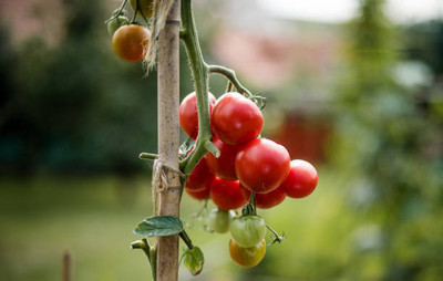 Darshan Sandhya tomato Seed(55 per packet)