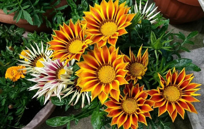 Aywal Gazania Mix Flower Seed(20 per packet)