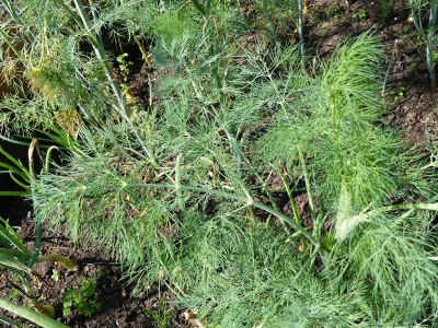 VibeX PUAS-77 - Organic Bouquet Dill - (2250 Seeds) Seed(2250 per packet)