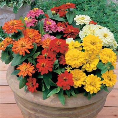 Avysa Short Stuff Mix Zinnia Seed(15 per packet)