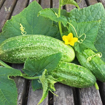 GREENSEA Desi Cucumber, Kheera Seed(53 per packet)