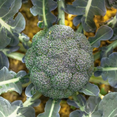 Qualtivate PUAS-4A Broccoli (Waltham 29) Seed(300 per packet)