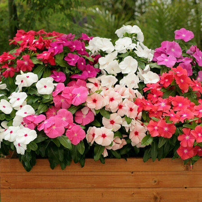 Arshiayat Vinca Mixed Flower Seed(69 per packet)