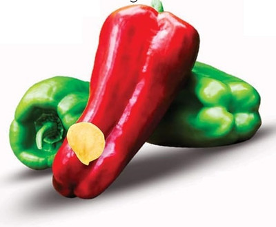 Biosnyg Organic Giant Capsicum Seeds For Planting-(200 Seeds) Seed(200 per packet)